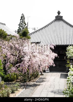 Komatsushima, Japan - 4. April 2018: Kirschblüten auf dem Gelände von Tatsueji, Tempel Nummer 19 der Shikoku-Wallfahrt Stockfoto