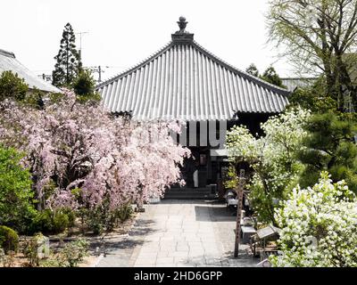 Komatsushima, Japan - 4. April 2018: Kirschblüten auf dem Gelände von Tatsueji, Tempel Nummer 19 der Shikoku-Wallfahrt Stockfoto