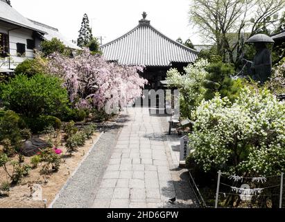 Komatsushima, Japan - 4. April 2018: Kirschblüten auf dem Gelände von Tatsueji, Tempel Nummer 19 der Shikoku-Wallfahrt Stockfoto