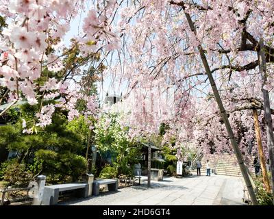 Komatsushima, Japan - 4. April 2018: Kirschblüten auf dem Gelände von Tatsueji, Tempel Nummer 19 der Shikoku-Wallfahrt Stockfoto