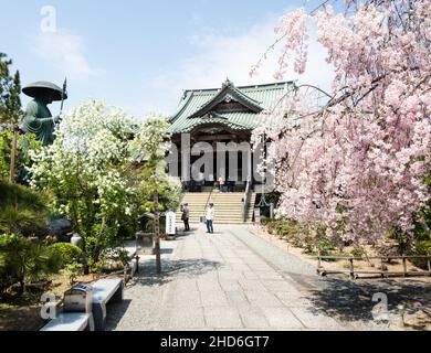 Komatsushima, Japan - 4. April 2018: Haupthalle von Tatsueji, Tempel Nummer 19 der Shikoku-Wallfahrt, während der Kirschblütensaison Stockfoto