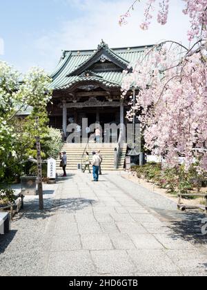 Komatsushima, Japan - 4. April 2018: Haupthalle von Tatsueji, Tempel Nummer 19 der Shikoku-Wallfahrt, während der Kirschblütensaison Stockfoto