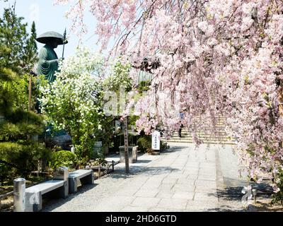 Komatsushima, Japan - 4. April 2018: Kirschblüten auf dem Gelände von Tatsueji, Tempel Nummer 19 der Shikoku-Wallfahrt Stockfoto