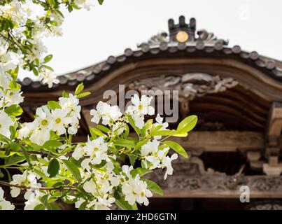 Komatsushima, Japan - 4. April 2018: Kirschblüten auf dem Gelände von Tatsueji, Tempel Nummer 19 der Shikoku-Wallfahrt Stockfoto