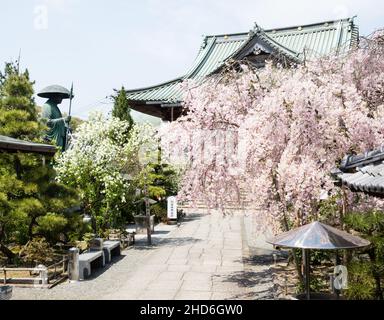 Komatsushima, Japan - 4. April 2018: Kirschblüten auf dem Gelände von Tatsueji, Tempel Nummer 19 der Shikoku-Wallfahrt Stockfoto