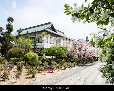 Komatsushima, Japan - 4. April 2018: Kirschblüten auf dem Gelände von Tatsueji, Tempel Nummer 19 der Shikoku-Wallfahrt Stockfoto