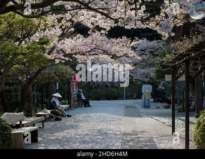 Tokushima, Japan - 4. April 2018: Buddhistischer Pilger ruht unter blühenden Kirschbäumen auf dem Gelände des Tairyuji, Tempel Nummer 21 des Shikoku-Pilgers Stockfoto