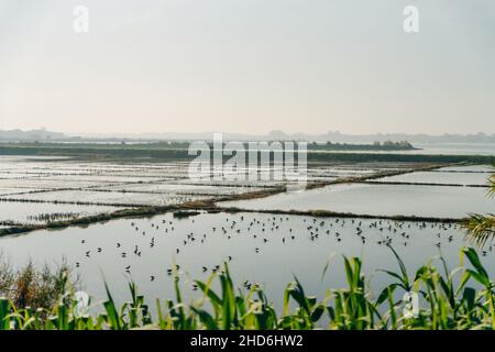 Traditionelles Salzgewinnungscamp mit Vögeln, Aveiro, Portugal. Hochwertige Fotos Stockfoto