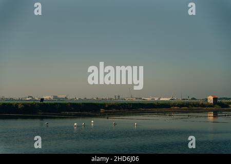 Traditionelles Salzgewinnungscamp mit Vögeln, Aveiro, Portugal. Hochwertige Fotos Stockfoto