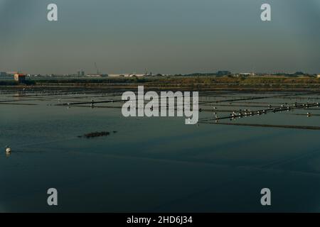 Traditionelles Salzgewinnungscamp mit Vögeln, Aveiro, Portugal. Hochwertige Fotos Stockfoto