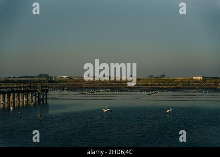 Traditionelles Salzgewinnungscamp mit Vögeln, Aveiro, Portugal. Hochwertige Fotos Stockfoto