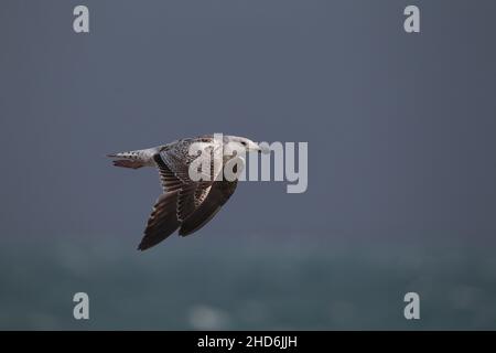 Ubadulte, schwarze Möwe, die vor der Küste im Balranald RSPB Reservat fliegt. Stockfoto