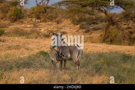 Grévys Zebrastute Equus grevyi mit ihrem Mutterfohlen. Stockfoto