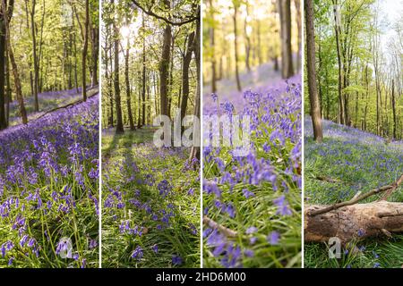 Fotocollage von Bluebells oder Hyacinthoides non-scripta in Graig Fawr Woods in der Nähe von Margam Country Park, Port Talbot, South Wales, Großbritannien. Stockfoto