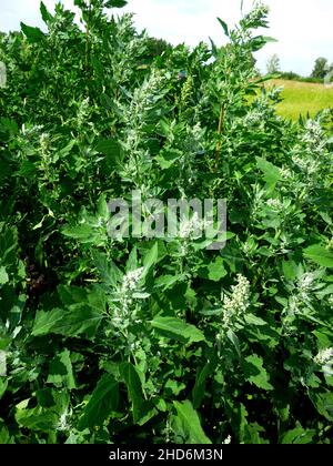 Atriplex fera Busch, Orach Atriplex hortensis mit Blättern, Blüten, Samen. Quinoa-Zweige mit jungen Samenköpfen. Kulinarische Kräuter im Garten. Stockfoto