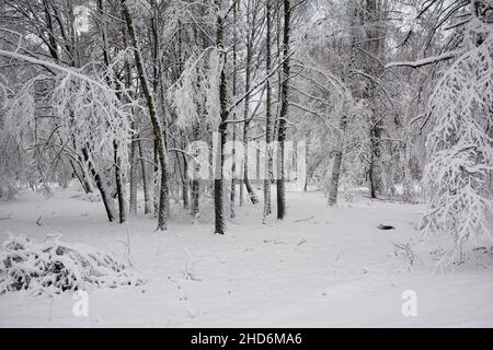 Winterwaldszene mit weißen schneebedeckten Bäumen und dem Boden. Verschneite Winterwälder. Stockfoto