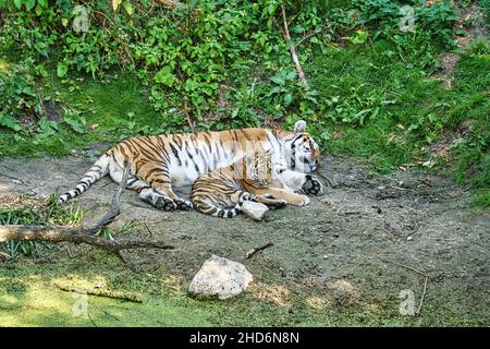 sibirische Tiger-Mutter mit ihrem Jungen entspannt auf einer Wiese. Kraftvolle Raubkatze. Die größte Katze der Welt und vom Aussterben bedroht Stockfoto