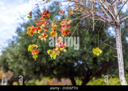 Zweige mit bunten Herbstblättern des Sapium sebiferum chinesischen Talgbaums aus der Nähe. Selektiver Fokus Stockfoto