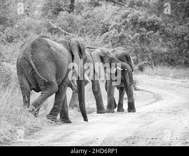 Junge Elefanten spielen auf einem Feldweg in der Savanne Südafrikas Stockfoto