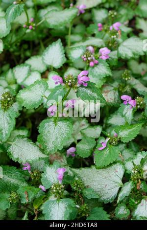 Lamium maculatum 'Beacon Silver', gefleckte tote Brennnessel 'Beacon Silver', gefleckte tote Brennnessel 'Beacon Silver', Devils Clover, Devils Nettle Stockfoto