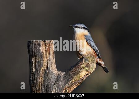 Nahaufnahme eines Akts, Sitta europaea, der im Sonnenschein auf einem alten Baumstumpf thront Stockfoto