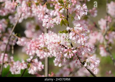 Staphylea holocarpa Sorte rosea, rosafarbene chinesische Blasnuss, blassrosa, glockenförmige Blüten Stockfoto