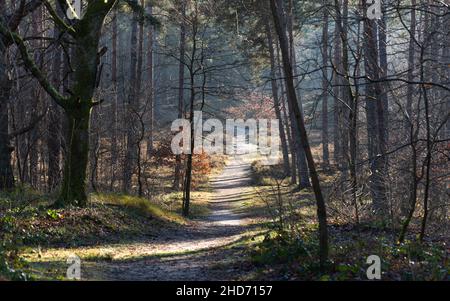 Kleiner sandiger Waldweg, der im Herbst von einem weichen Morgenlicht beleuchtet wurde. Stockfoto