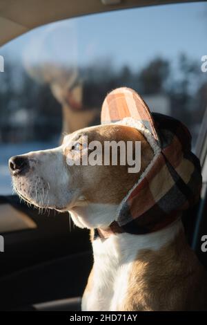 Staffordshire Terrier trägt Winterjagd Hut sitzt im Auto. Winterhundeporträt, Nahaufnahme Kopf eines Haustieres in einem niedlichen Hut Stockfoto