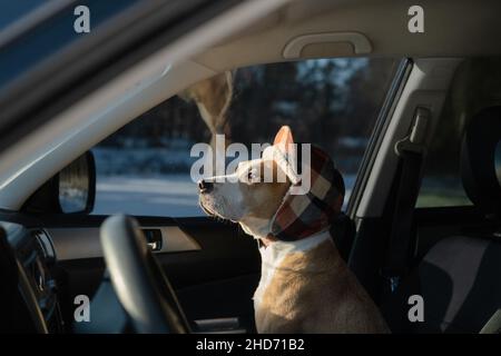 Netter Hund mit Winterjagd Hut sitzt im Auto. Winterporträt eines staffordshire Terrier Hundes, Konzept des Fahrens mit Haustieren im Freien und genießen Stockfoto