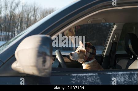 Netter Hund mit Winterjagd Hut sitzt im Auto. Winterporträt eines staffordshire Terrier Hundes, Konzept des Fahrens mit Haustieren im Freien und genießen Stockfoto