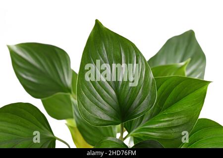 Blatt von tropischer 'Homalomena rubescens Emerald Gem'-Zimmerpflanze auf weißem Hintergrund Stockfoto