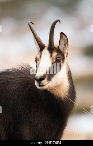 Porträt der tatra-Gämse, rupicapra rupicapra tatrica, Blick in die winterliche Natur. Wildziegenbeobachtung in verschneiten Umgebungen in vertikaler Aufnahme. Kopf o Stockfoto