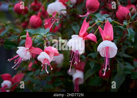 Schöne Fuchsia blühende Pflanze aus der Nähe Stockfoto