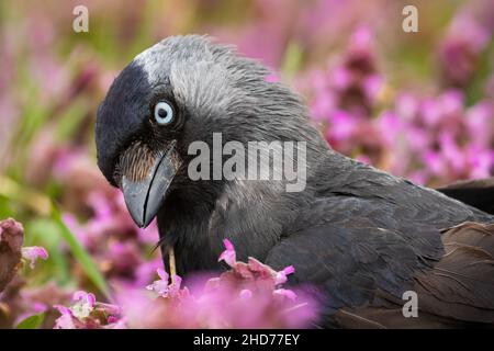 Porträt der westlichen Dohle, Koloeus monedula, Blick in Blumen im Sommer. Dunkle gefiederte Tiere beobachten in blühenden Wildblumen in Nahaufnahme. Schwarz Stockfoto