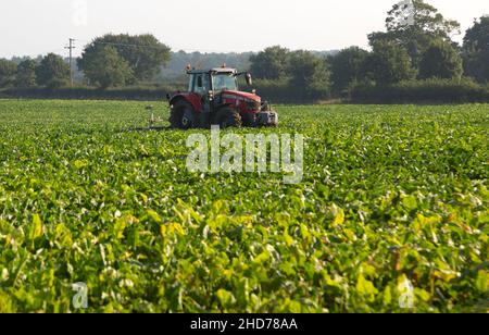 Red Massey Ferguson Traktor im Bereich Zuckerrüben, Sutton, Suffolk, England, Großbritannien Stockfoto