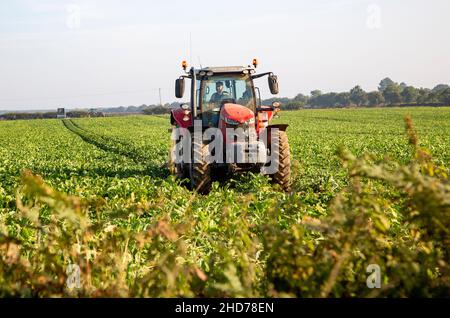 Red Massey Ferguson Traktor im Bereich Zuckerrüben, Sutton, Suffolk, England, Großbritannien Stockfoto