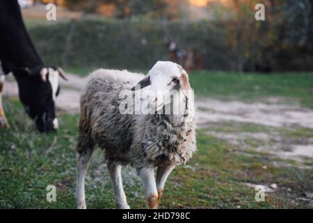 Beigefarbene Schafe, die im Herbst auf grünem Gras wandern und mit schwarzer Kuh im Hintergrund auf der Wiese im Wald weiden. Bauernleben. Naturprodukte. Zurück zu Stockfoto