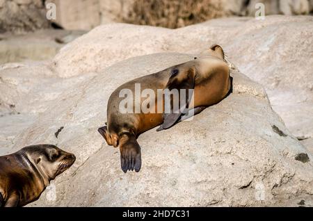 Zwei faul kalifornische Seelöwen schlafen und entspannen unter der Sonne auf Felsen. Stockfoto