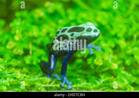 Blauer, tropischer Dart-Frosch auf grünen Blättern in einem Zoo-Glaskäfig. Tierfotografie. Stockfoto