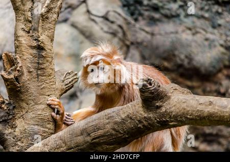 Orange Ebenholz Langur Affe sitzt auf einem Labyrinth von Zweigen in einem asiatischen Dschungel. Still stehen, etwas anstarren und den Moment genießen Stockfoto