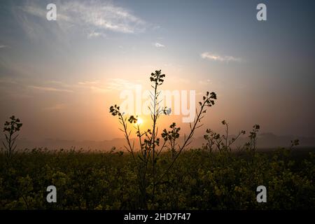 Tautropfen-feuchter gelber Senf blüht auf dem Feld mit dem nebligen Blick auf die Landschaft des Goldenen Sonnenaufgangs am Wintermorgen Stockfoto