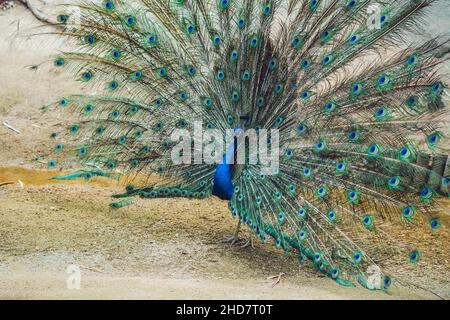 Pfau breitet den schönen Schwanz im Park aus Stockfoto