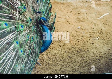 Pfau breitet den schönen Schwanz im Park aus Stockfoto