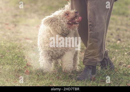 Porträt eines weißen pumi-Hundes, der während des Trainings gehorsam auf seinen Besitzer schaut Stockfoto