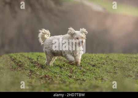 Porträt eines weißen pumi-Hundes, der an einem launischen Tag auf einer Herbstwiese läuft Stockfoto