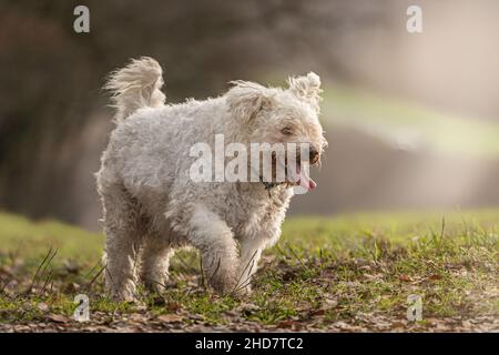 Porträt eines weißen pumi-Hundes, der an einem launischen Tag auf einer Herbstwiese läuft Stockfoto