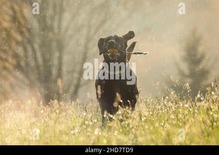 Ein schwarzer labrador Retriever, der bei einem Sommerregen über eine Wildblumenwiese läuft Stockfoto