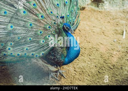 Pfau breitet den schönen Schwanz im Park aus Stockfoto