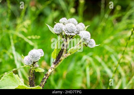 Grüne Klette (Arctium Lappa, Dorngras, Happy Major), eine Wildpflanze mit Ameisen und Blattläusen, die im Sommer am Stiel im Garten lebt. Stockfoto