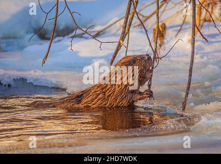 Biber essen Zweig an kalten und sonnigen Wintertag Stockfoto
